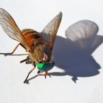 macro___Flying Fish___Punat, Croatia.