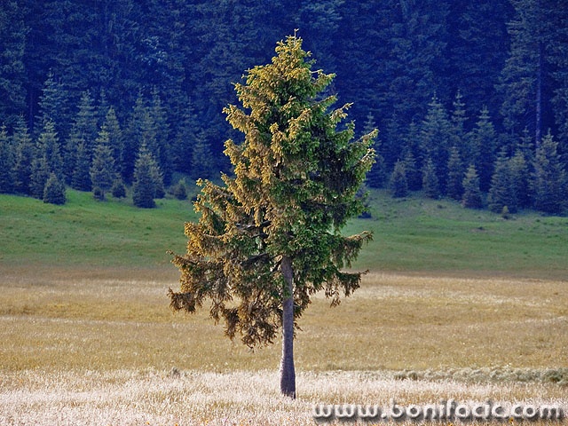 nature___Al Pine___Narional Park Risnjak, Croatia.