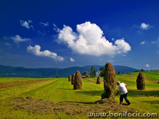 people___End Of Summer Hayfield___Ljubosina, Croatia.