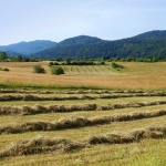 jasenakbjelolasica1mal