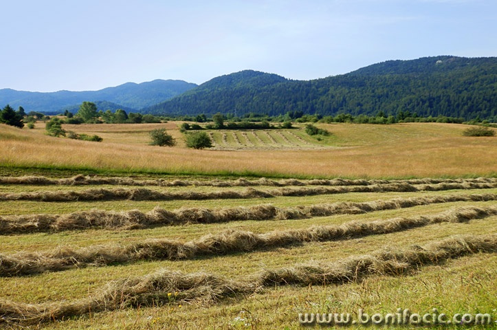 jasenakbjelolasica1mal