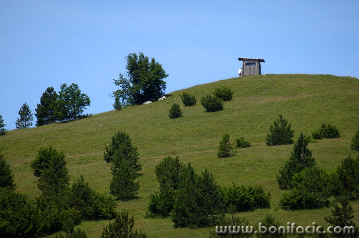 likakorenicaceka1mal