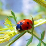 bubamara1donjilapacmal