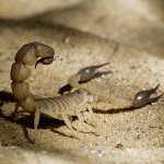 macro___Killer___Tozeur, Tunisia.