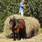 people___Hayfield___Punat, Croatia.