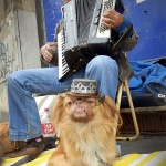 harmonikaspasilicamal