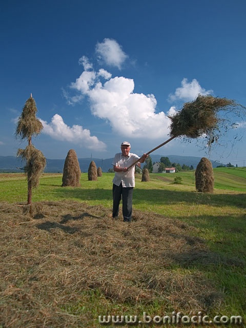 people___Hayfield___Ljubosina, Croatia.