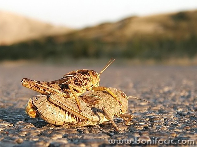 macro___Double Decker___Punat, Croatia.