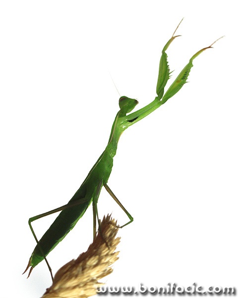 macro___Bandmaster___