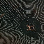 macro___Tailor___Djurdjevac, Croatia.