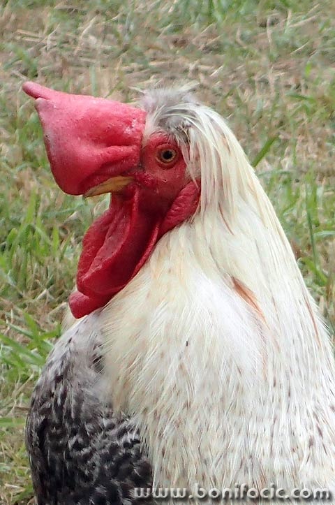 picokijada44