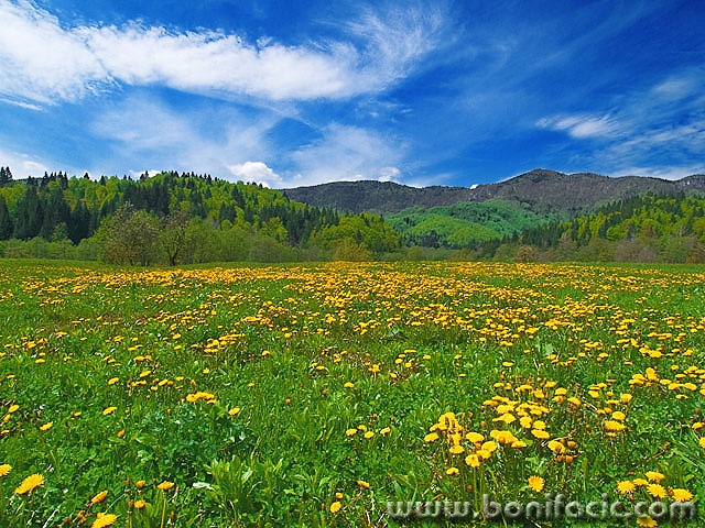 nature___Spring Flowers___Gerovo, Croatia.