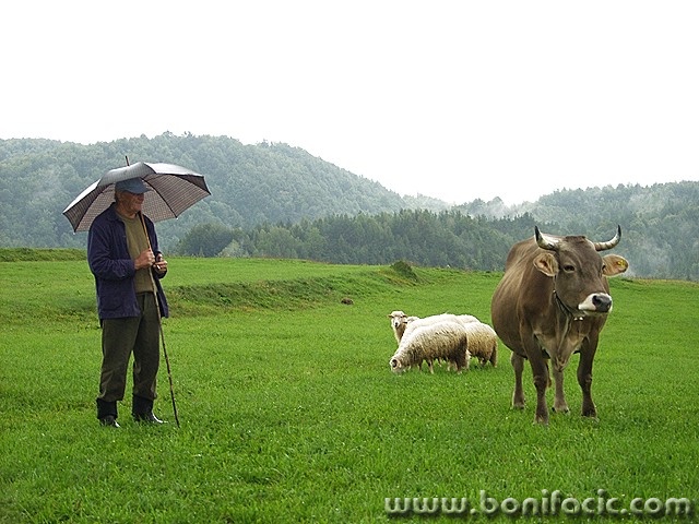 people___Pasture___Ljubosina, Croatia.
