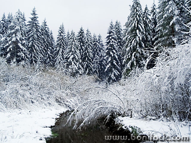 nature___Frozen___Licka Jesenica, Croatia.