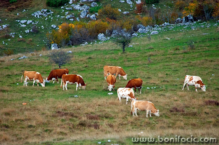 kravelika1