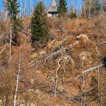 sumavikendicafuzine1