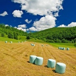 nature___Harvest___Ljubosina, Croatia.