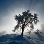 nature___Mystery Tree___Vucinici, Croatia.
