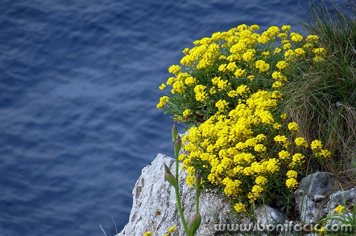 vrbnikgroterozica7mal