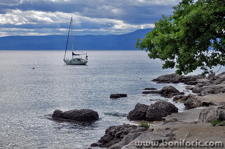 njivicejedrilica3mal