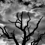 stablooblacinjivice1mal