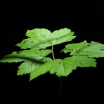 stilllife___Adam & Eve Collection___Zeleni Vir, Croatia.