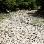 grohovokoritosuho1mal