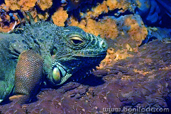 iguana1mal