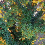 stablobrsljan1modmal