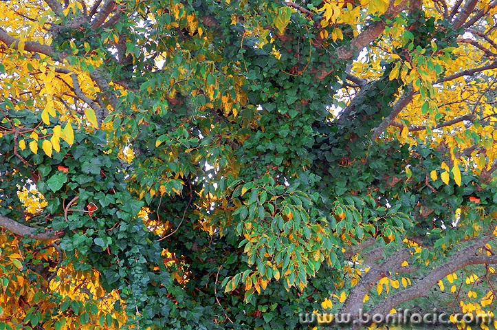 stablobrsljan1modmal