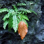 stilllife___Decoration___Kamacnik, Croatia.