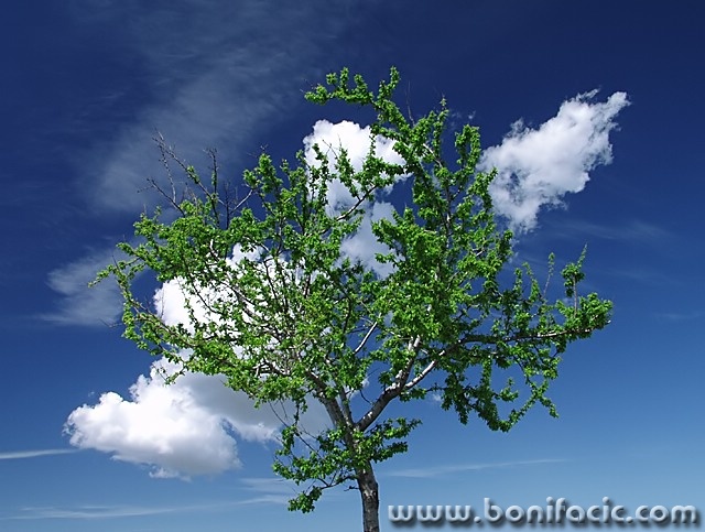 stilllife___Cotton Tree___Punat, Croatia.