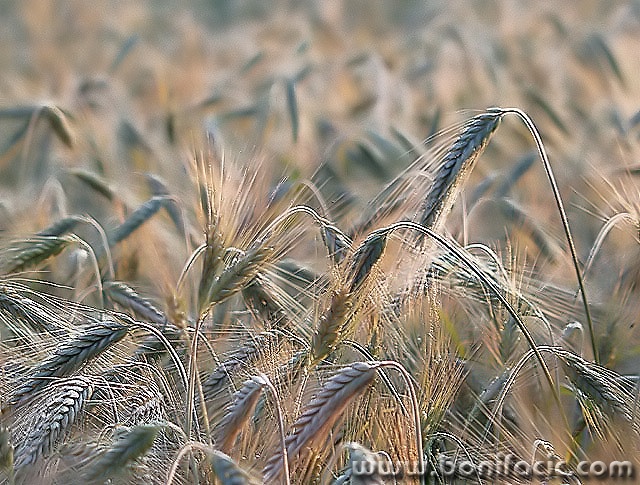 stilllife___Crowd___Josipdol, Croatia.