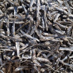 stilllife___Dry___Gabes, Tunisia.