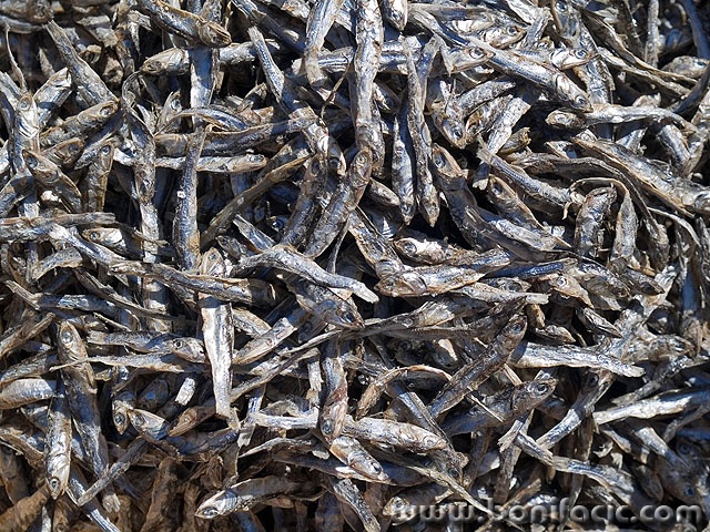 stilllife___Dry___Gabes, Tunisia.