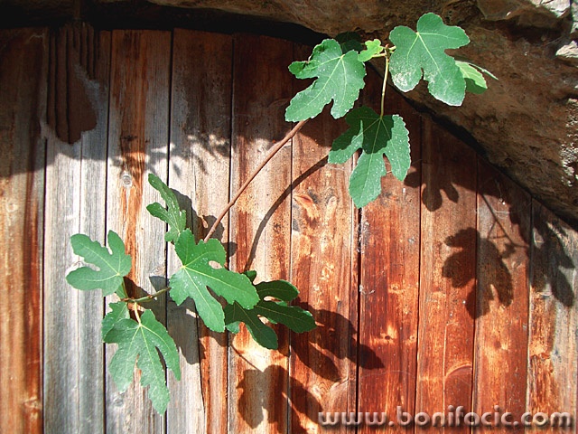 stilllife___Fig___Omisalj, Croatia.