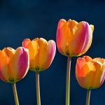 stilllife___Four___Krasno, Croatia.