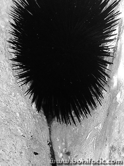 bw___Erotic___Stara Baska, Croatia.