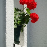 stilllife___Geranium___Rab, Croatia.