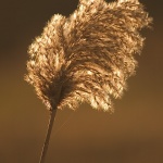 stilllife___Gossamer___Baska, Croatia.