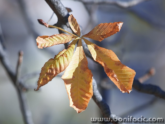 stilllife___Good Bye___Motovun, Croatia.