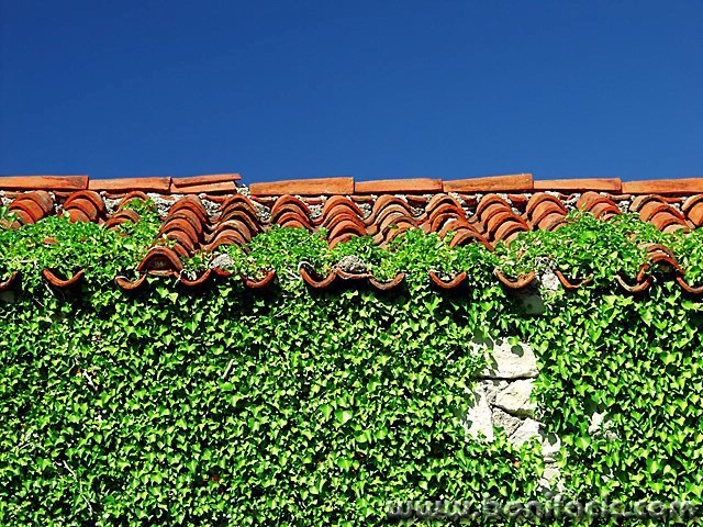 stilllife___Gorse___Punat, Croatia.