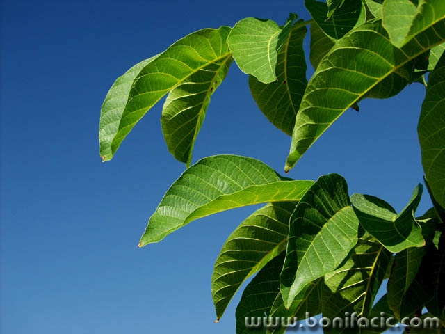 stilllife___Green On Blue___