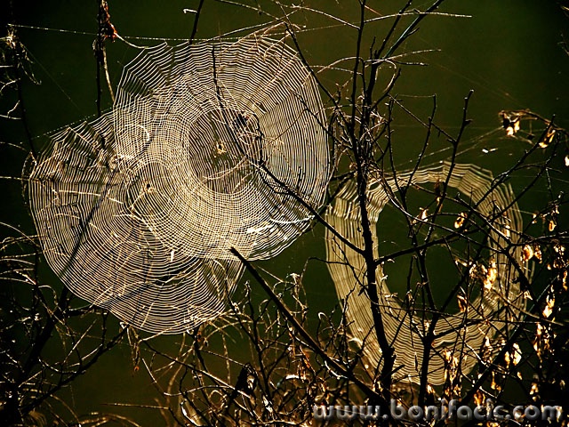 stilllife___Hunters___Djurdjevac, Croatia.
