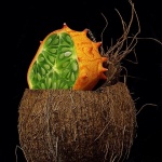 stilllife___Kiwano Di Cocco___