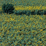 palmanovasuncokreti8mal