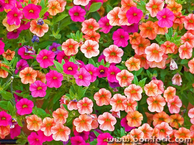 stilllife___La Vita E Bella___Baska, Croatia.