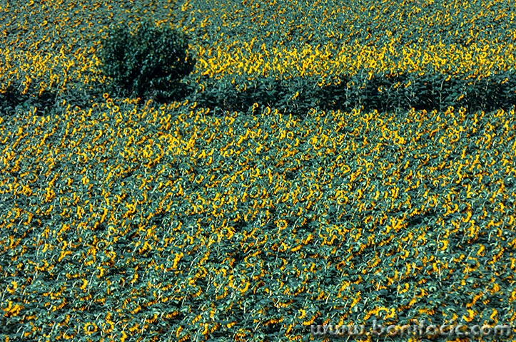 palmanovasuncokreti8mal