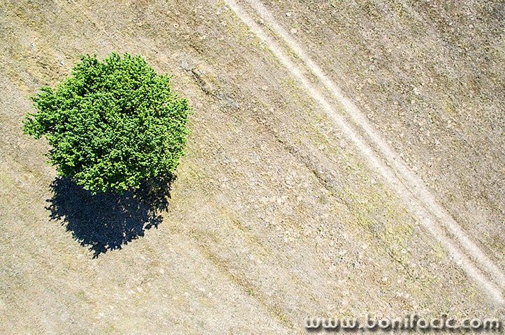 stablopoljekorenica1mal