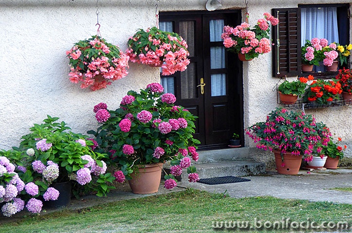 krasnokucarozice1mal